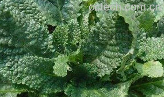 癞蛤蟆草的功效与作用及禁忌-0