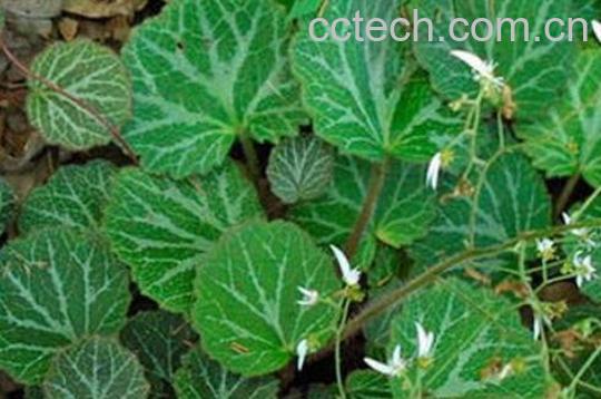 耳草的功效与作用及禁忌-0