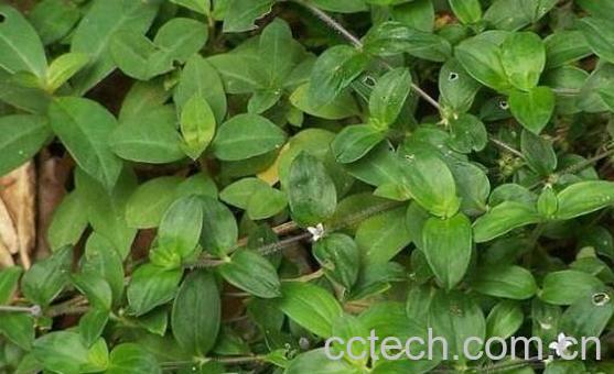 耳草的功效与作用及禁忌-1