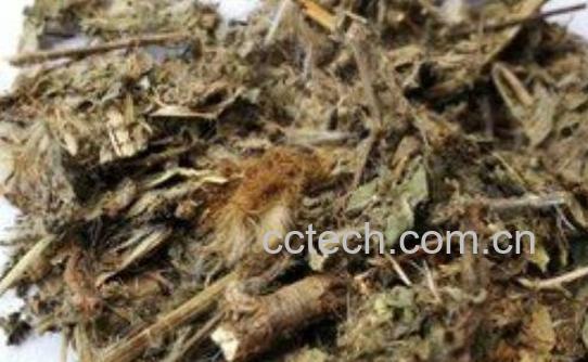 六棱菊根的功效与作用及禁忌-1