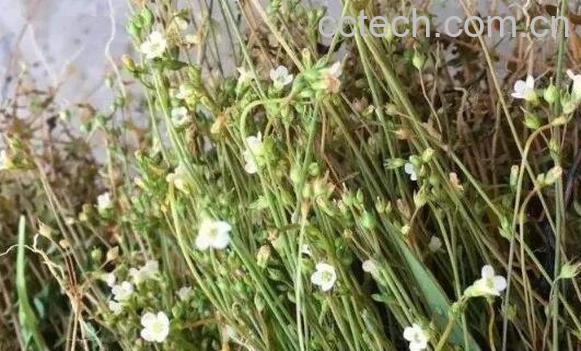 潮汕四叶莲的功效与作用-0