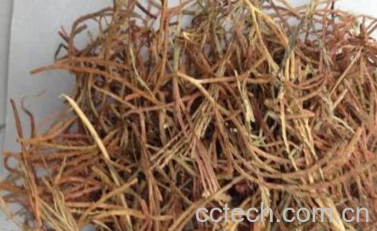 中药春筋草的功效与作用及禁忌-0