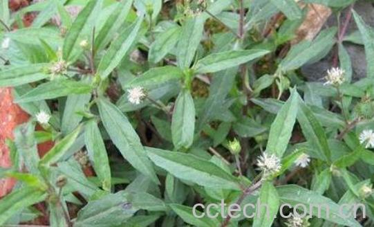 中药春筋草的功效与作用及禁忌-1