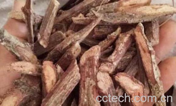 四方藤的功效与作用及禁忌-0