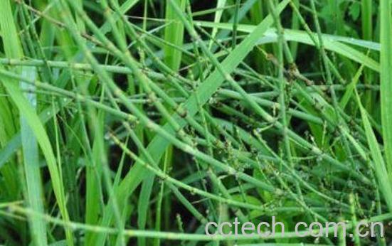 笔管草的功效与作用-1