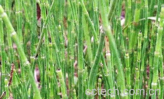 笔管草的功效与作用-0