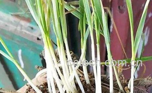 小麦根的药用价值与禁忌-1