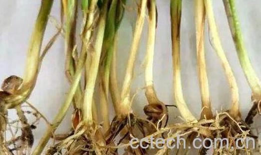 小麦根的药用价值与禁忌-0