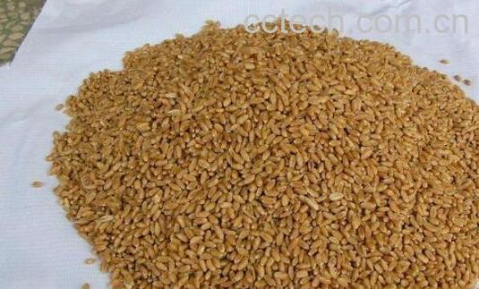 陈年小麦煮水喝功效与作用-0