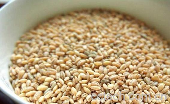 陈年小麦煮水喝功效与作用-1