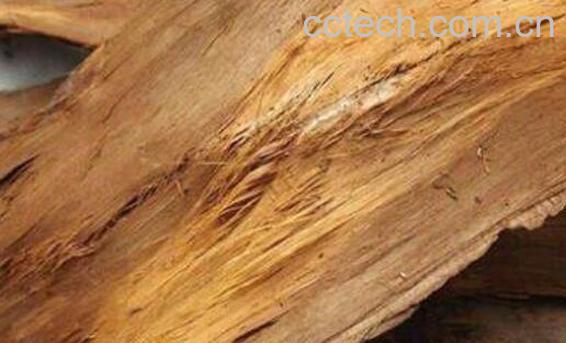 杉木树皮的功效与主治-0