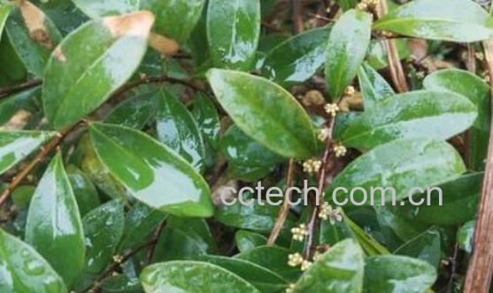 酸藤木的功效与作用-0