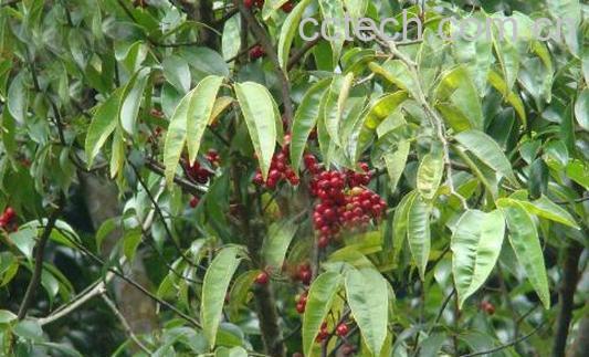 酸藤木的功效与作用-1