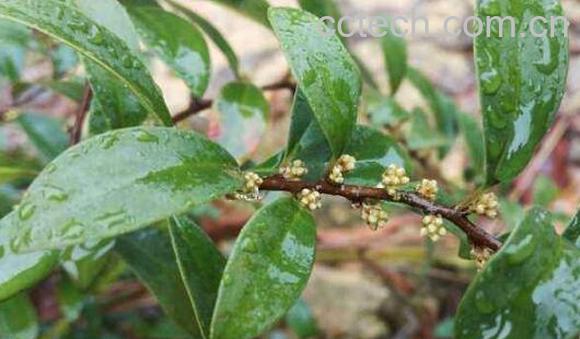 酸藤果根的功效与作用-1