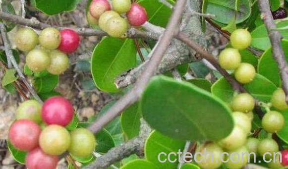 酸藤果根的功效与作用-0