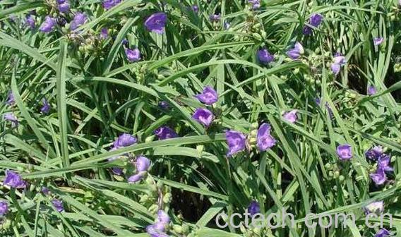 紫露草的功效与作用 紫露草的养殖方法-1