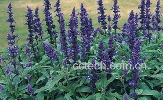 鼠尾草的功效与作用及药用价值-0