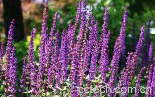 鼠尾草的功效与作用及药用价值-1