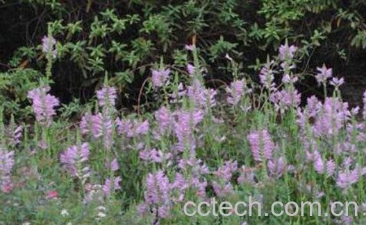 随意草的功效与作用-0