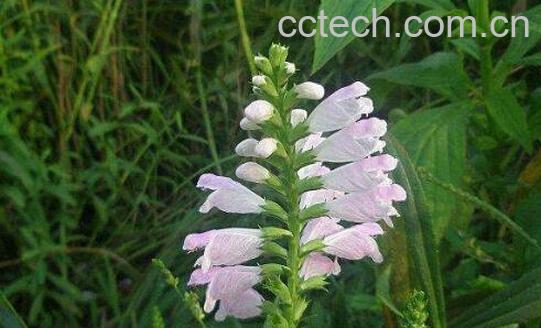 随意草的功效与作用-1