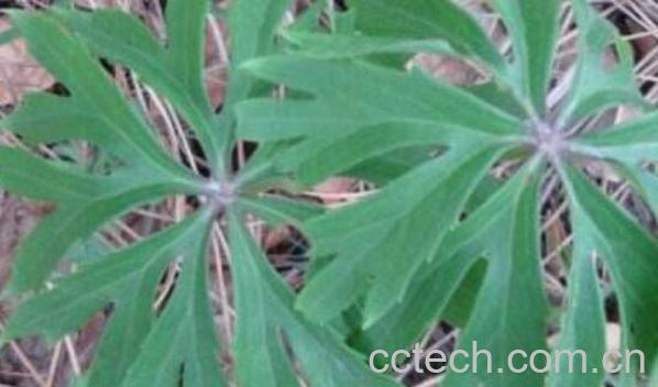 兔儿伞根的功效与作用-0