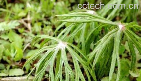 兔儿伞根的功效与作用-1