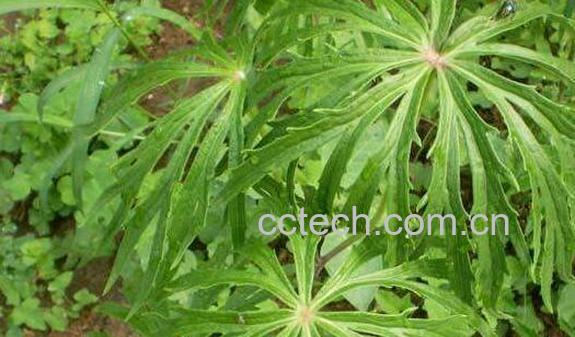 兔儿伞的功效与作用-0