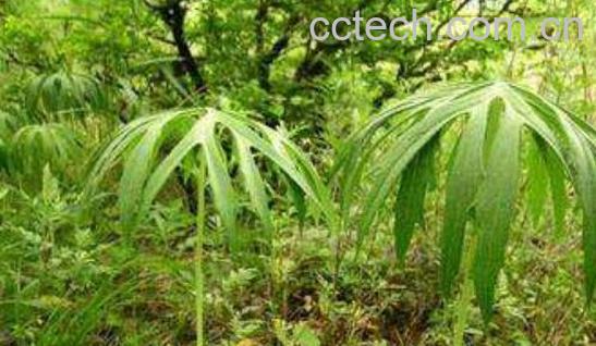 兔儿伞的功效与作用-1