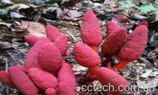 男人吃了回春草有什么功效与好处-0