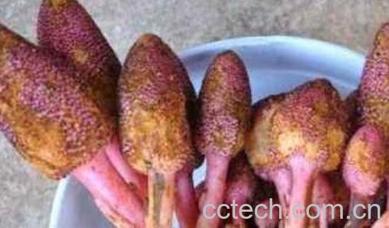 男人吃了回春草有什么功效与好处-1