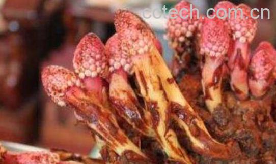 女性吃回春草的好处-0