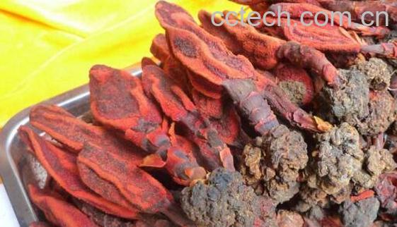 回春草的功效与作用 回春草的服用禁忌-0