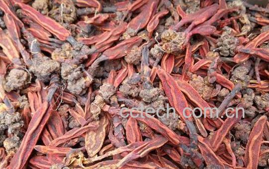 女性吃回春草的好处-1