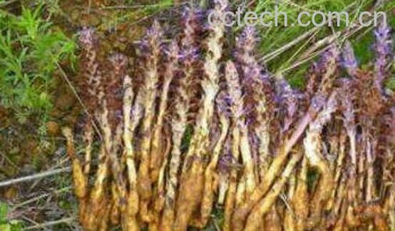 草苁蓉泡水喝的功效-0