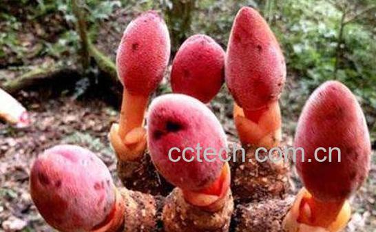 回春草的功效与作用 回春草的服用禁忌-1