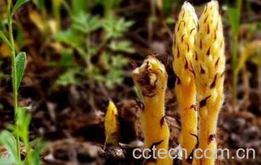 草苁蓉的功效与作用及禁忌-1