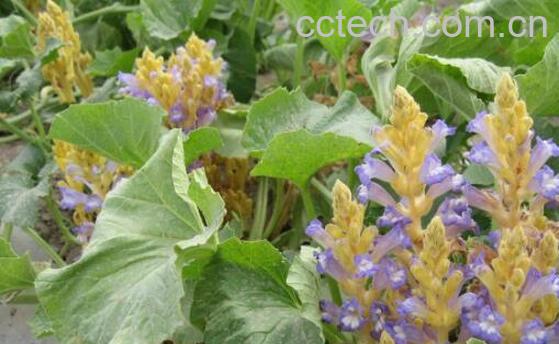 草苁蓉泡水喝的功效-1