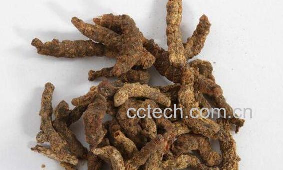 灸僵蚕的功效与作用及禁忌-0