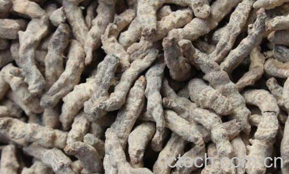 灸僵蚕的功效与作用 灸僵蚕的副作用-0