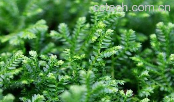 翠云草的功效与作用 翠云草的养殖方法-0