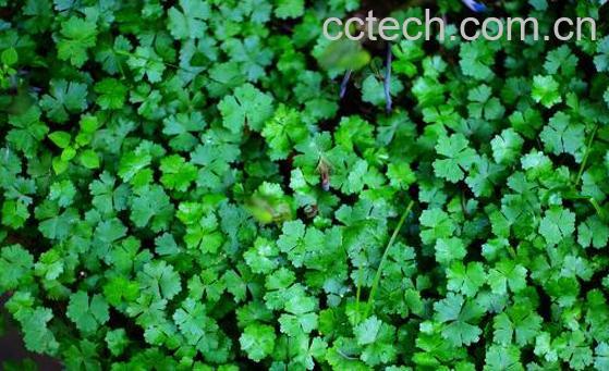 天胡荽的功效与作用 天胡荽的副作用-0