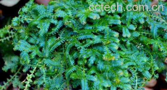 翠云草的功效与作用 翠云草的养殖方法-1