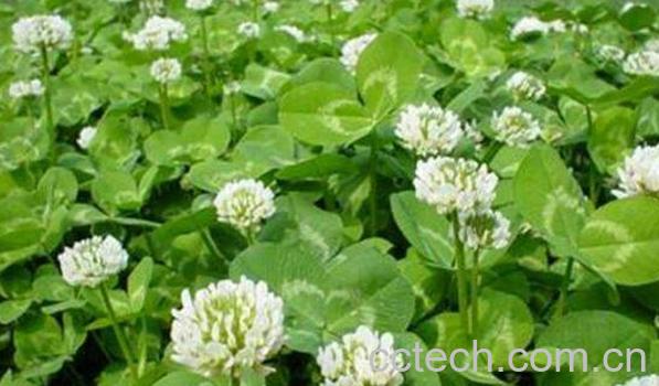 车轴草的功效与作用 车轴草的药用价值与副作用-0