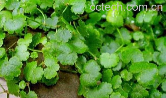 天胡荽的功效与作用 天胡荽的副作用-1