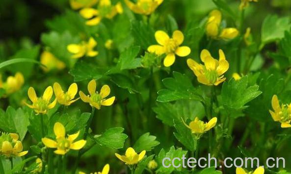 毛茛的功效与作用及禁忌-0