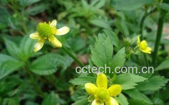 毛茛的功效与作用及禁忌-1