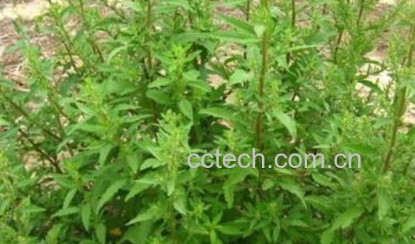 土荆芥的功效与作用及副作用-0