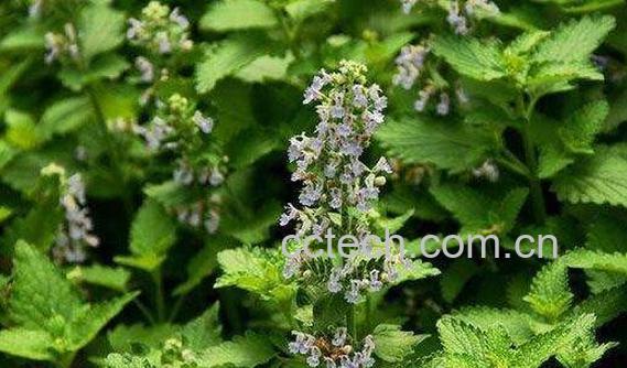 荆芥穗与荆芥的区别-1