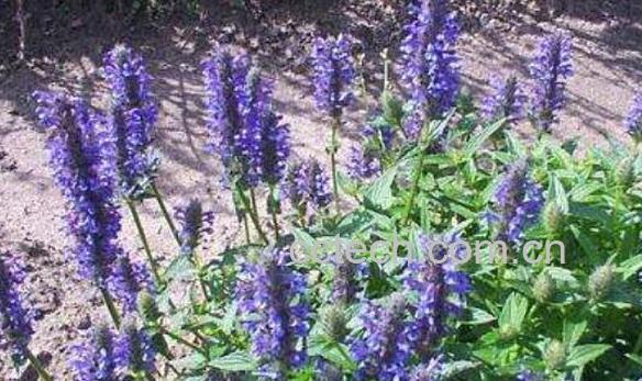 荆芥穗与荆芥的区别 荆芥的功效-0