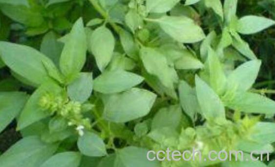 荆芥花怎么吃 荆芥花的食用方法-1